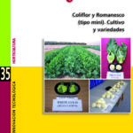 Coliflor y Romanesco (tipo mini). Cultivo y variedades