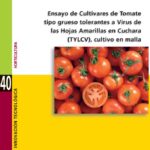 Ensayo de cultivares de tomate tipo grueso tolerantes a Virus de las Hojas Amarillas en Cuchara (TYLCV), Cultivo en malla