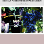 Obtención de material vegetal libre de virus en uva de mesa de la Región de Murcia y posterior micropropagación