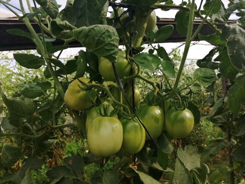 Cultivo ecológico de tomate