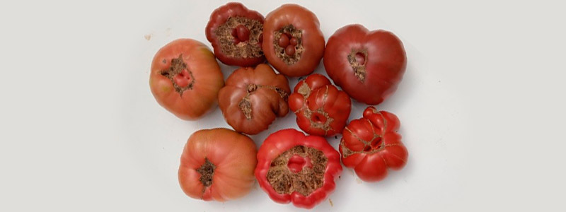 variedades autóctonas de tomate