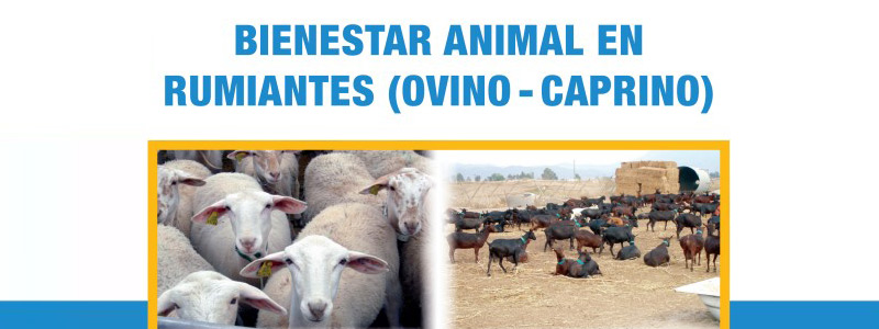 La Comunidad pone en marcha un curso online gratuito sobre bienestar animal en rumiantes (ovino-caprino)
