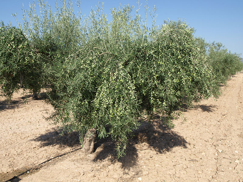 Olivo variedad Cornicabra Murciana