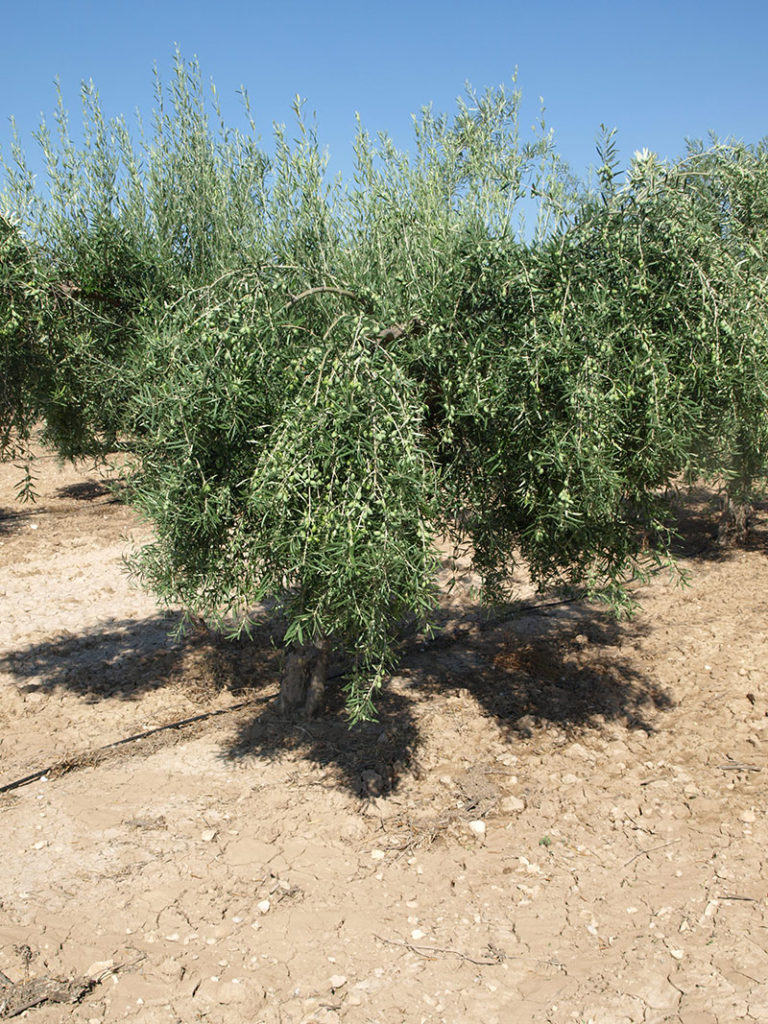 Olivo variedad Cornicabra de Toledo