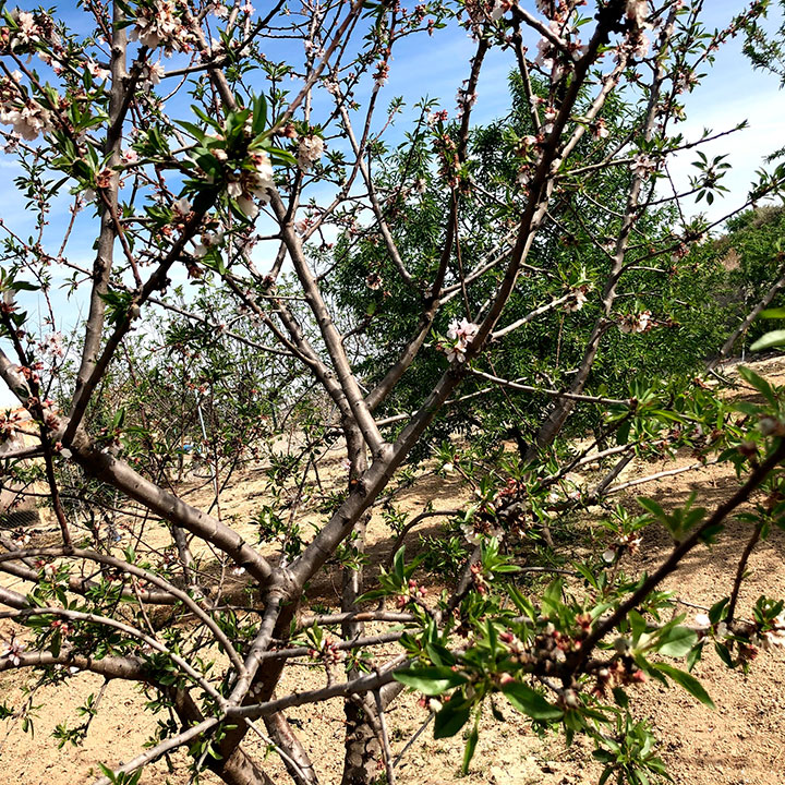 Fotografía detalle de frutal en el Valle del Guadalentín