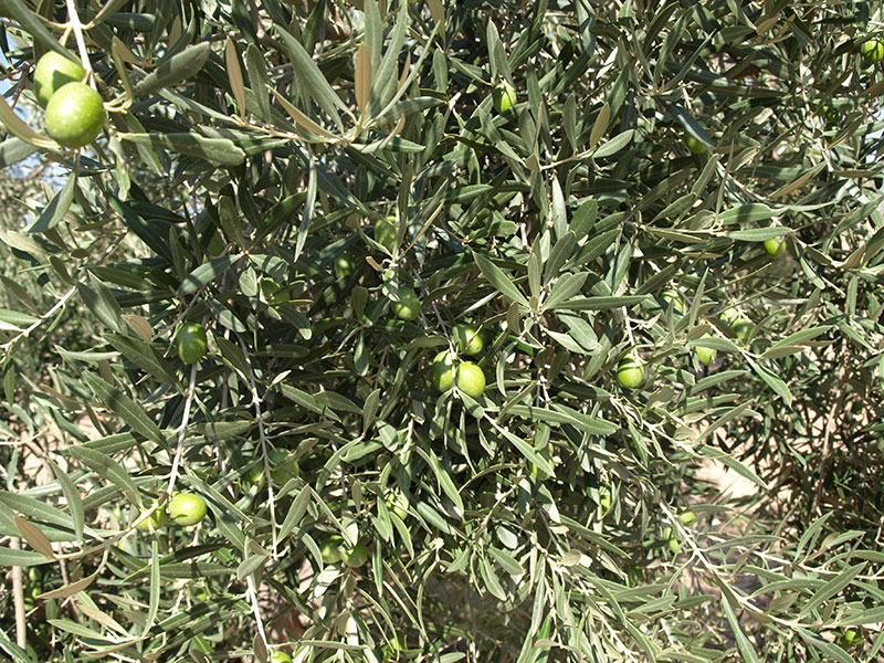 Oliva variedad Hojiblanca