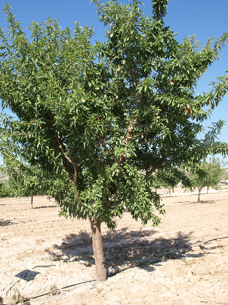 Almendro variedad Masbovera