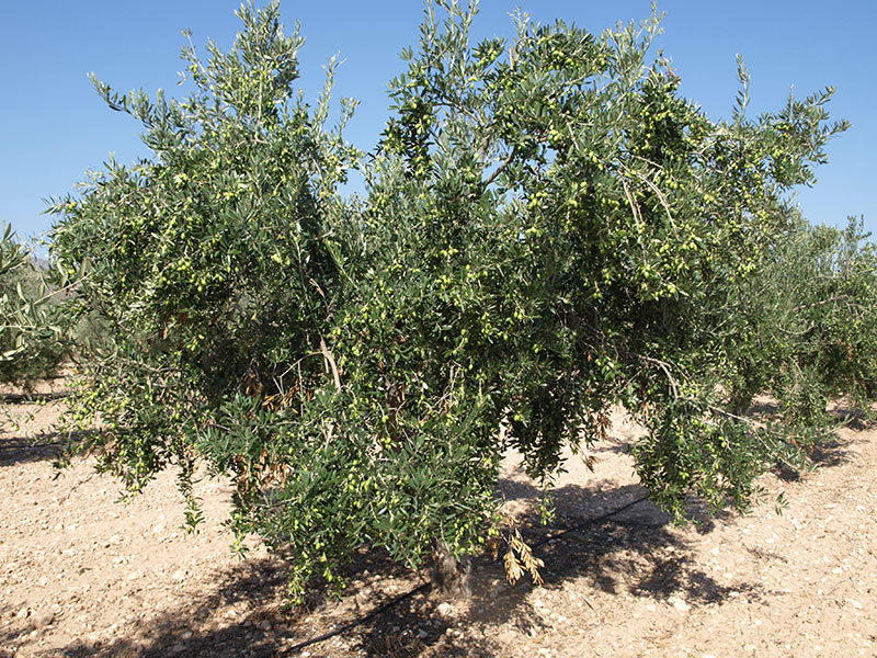 Olivo variedad Picudo