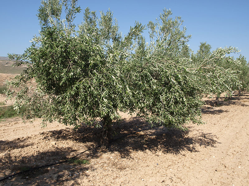 Olivo variedad Villalonga