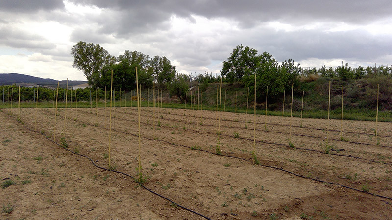 Inicio de plantación del lúpulo (2018)