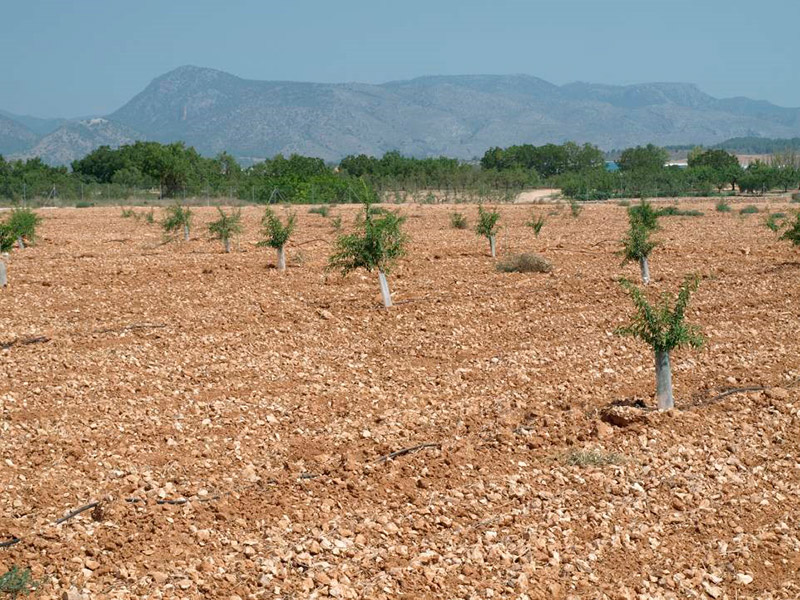 Primer año de cultivo de las variedades de almendro tardío (2014)