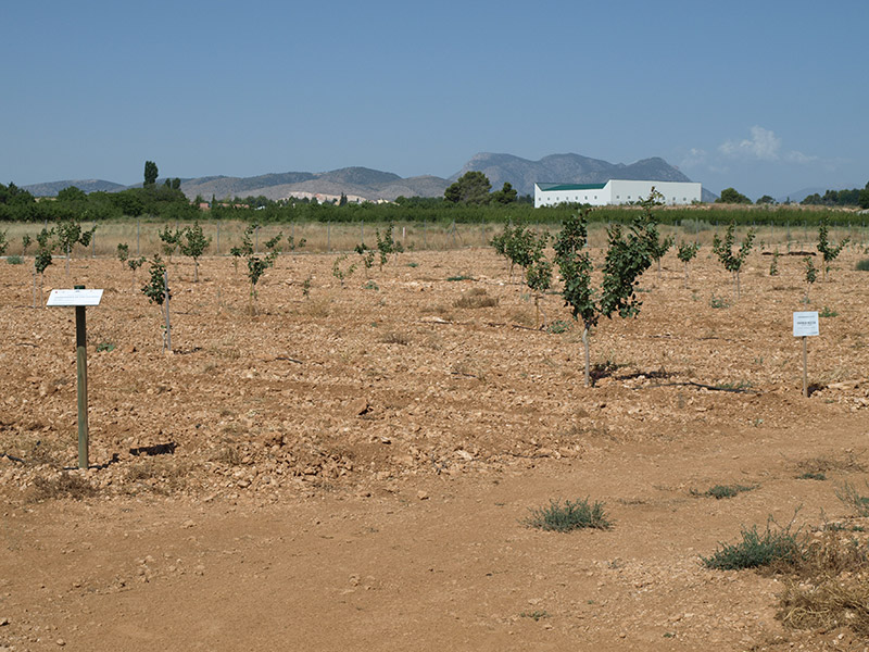 Tercer año de cultivo del cultivo del pistacho (2016)