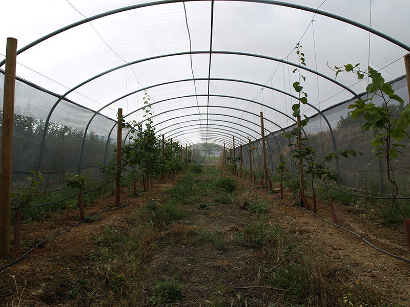 Cultivo de kiwi interior túnel de sombreo cultivo (2018)