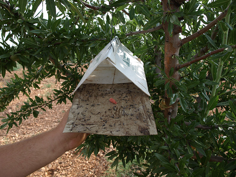 Trampa de Anarsia linatella en cultivo de almendro (2018)