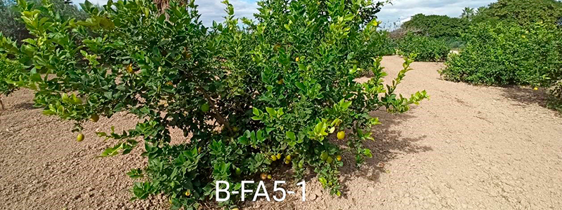 Estudio sobre patrones alternativos para mejorar el cultivo del limonero ecológico en la Huerta de Murcia