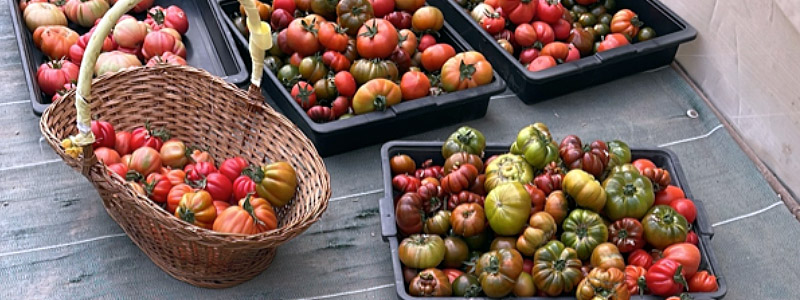 Variedades tradicionales de de tomate