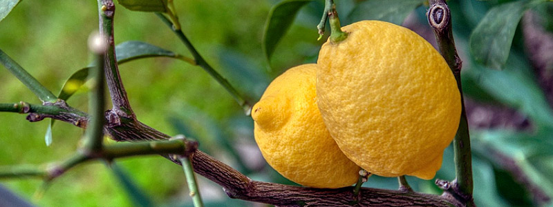 limones
