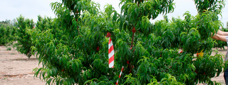 Melocotonero proyecto 16CMO1_2