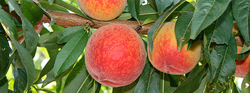 Melocotonero