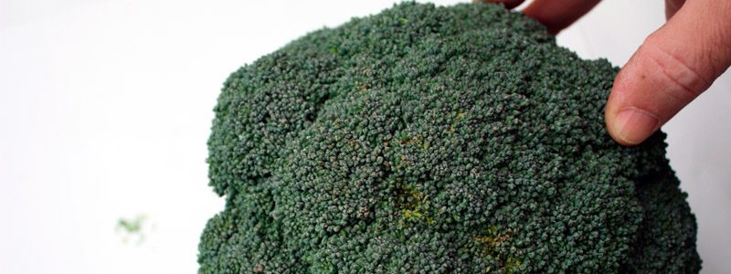 Proyecto 16CTP1_3 BROCOLI