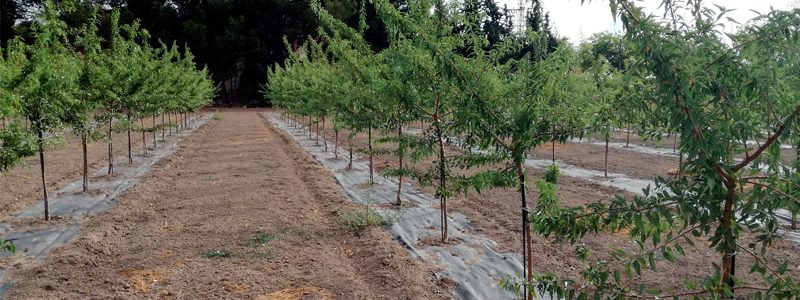 Proyecto 16CTP1_7 Almendro