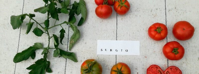 Diferentes tipo de variedades de tomate