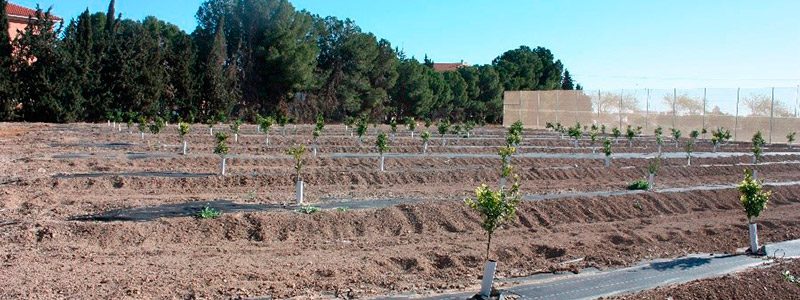 Cultivo de cítricos de producción temprana
