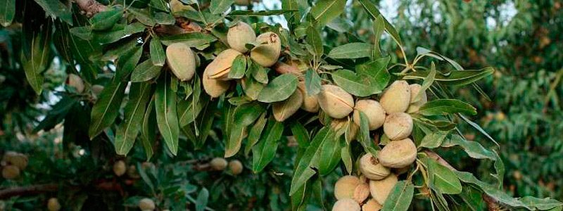 Almendro