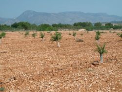 Primer año de cultivo de las variedades de almendro tardío (2014)