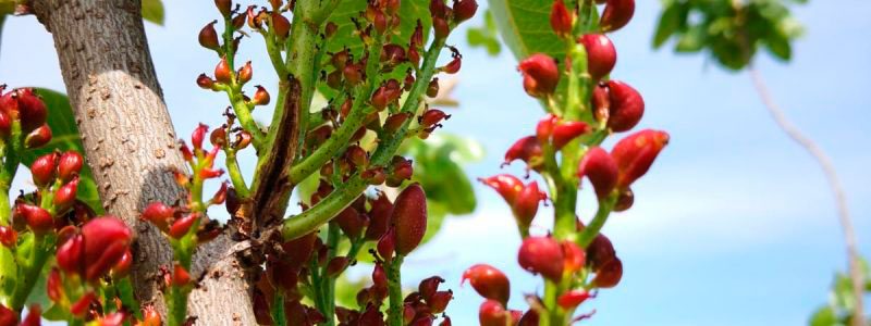 Cultivo de pistacho