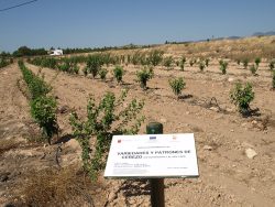 Tercer año de cultivo de las variedades de cerezo (2016)