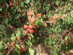 Cultivo de albaricoque variedad CEBAS (2018)