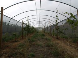 Cultivo de kiwi interior túnel de sombreo cultivo (2018)