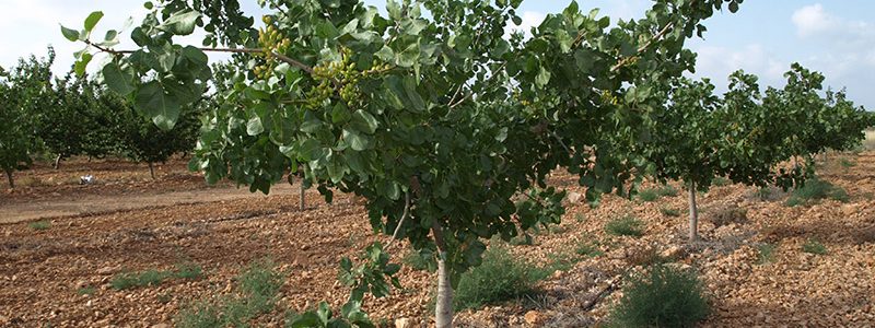Pistacheros variedad Mateur quinto año de cultivo (2018)