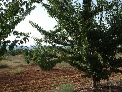 Cultivo de albaricoque variedades 2014-2016 (2018)