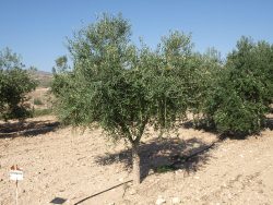 Olivo variedad Arbequina