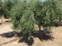 Olivo variedad Cornicabra de Toledo