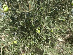 Oliva variedad Hojiblanca