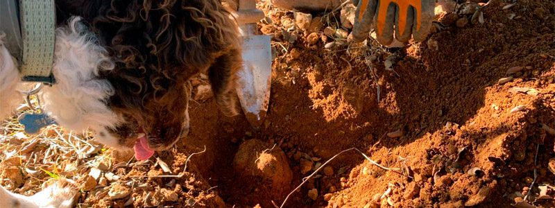 Perro buscando trufa, proyecto NO0125