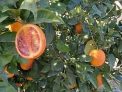 Naranja Sanguinelli